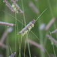 Bouteloua gracilis