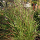 Garten-Ruten-Hirse 'Rehbraun'