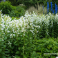 Campanula latifolia var.macrantha 'Alba'