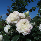Kletterrose 'Alaska'®