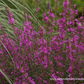 Garten-Ruten-Weiderich 'Dropmore Purple'