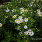 Zwerg-Wild-Aster 'Starshine'®