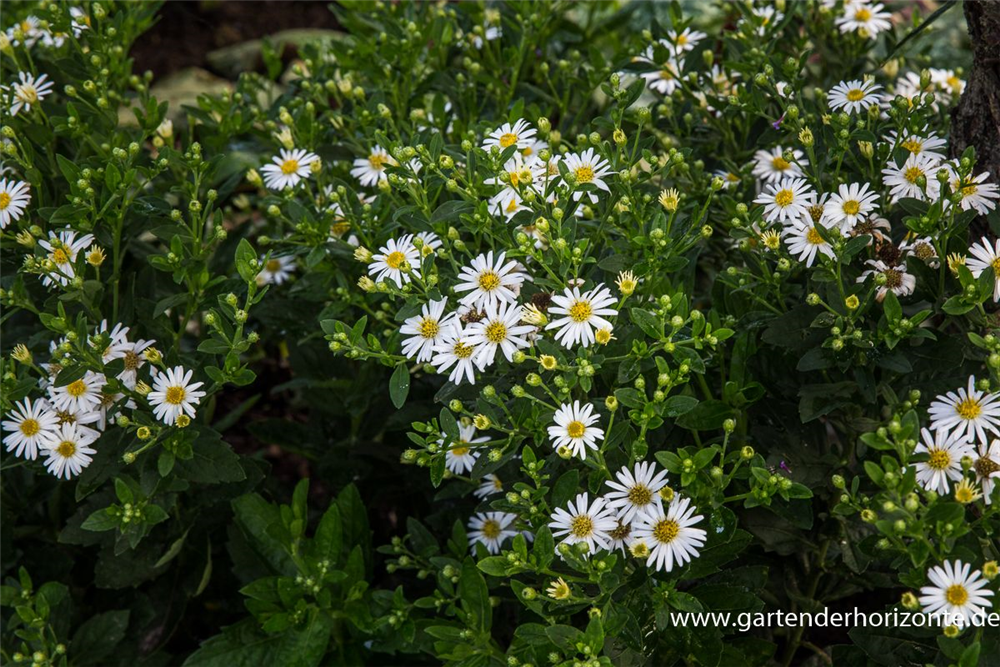 Zwerg-Wild-Aster 'Starshine'®