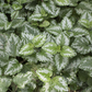 Lamiastrum galeobdolon 'Florentinum'