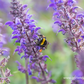 Garten-Blüten-Salbei 'Mainacht'