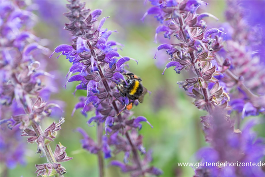 Garten-Blüten-Salbei 'Mainacht'