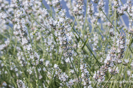 Bastard-Garten-Lavendel 'Edelweiß'