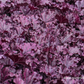 Heuchera x cult.'Forever Purple'