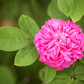 Strauchrose 'Rose de Resht'