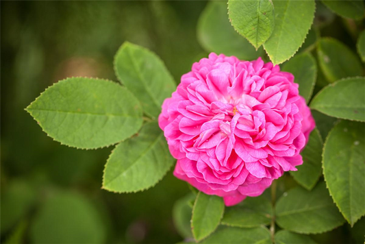 Strauchrose 'Rose de Resht'