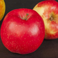 Apfel 'Jonagold'