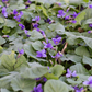 Garten-Duft-Veilchen 'Königin Charlotte'