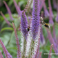 Garten-Kandelaberehrenpreis 'Fascination'