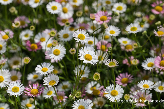 Karwinskis Feinstrahl