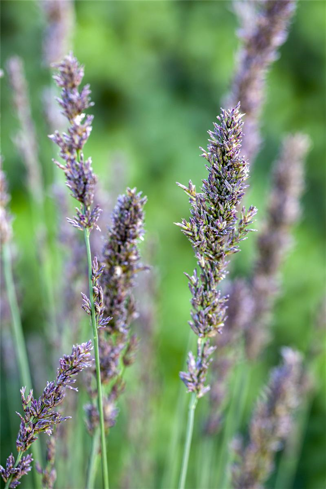 Kleines Garten-Pfeifengras 'Moorhexe'