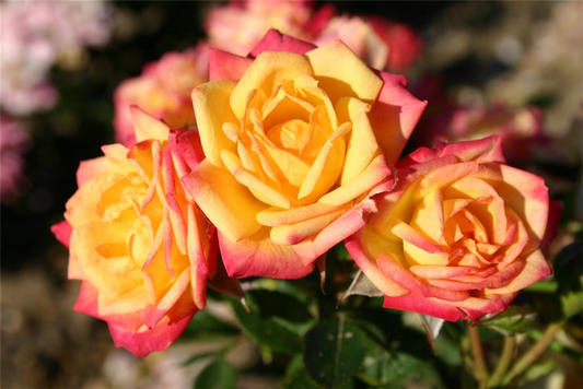 Zwergrose 'Little Sunset'®