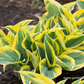 Hosta x tardiana 'First Frost'