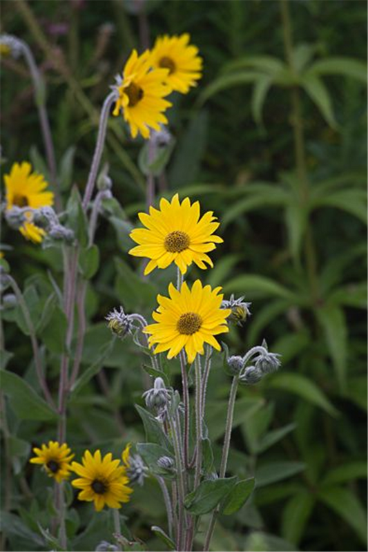 Behaarte Sonnenblume