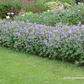 Garten-Storchschnabel 'Philippe Vapelle'