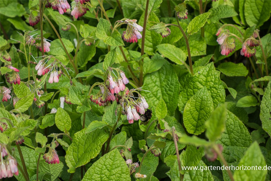 Kleiner Kaukasus-Beinwell