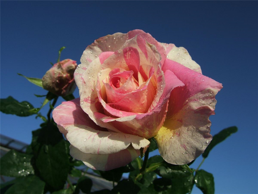 Edelrose 'Claude Monet'®