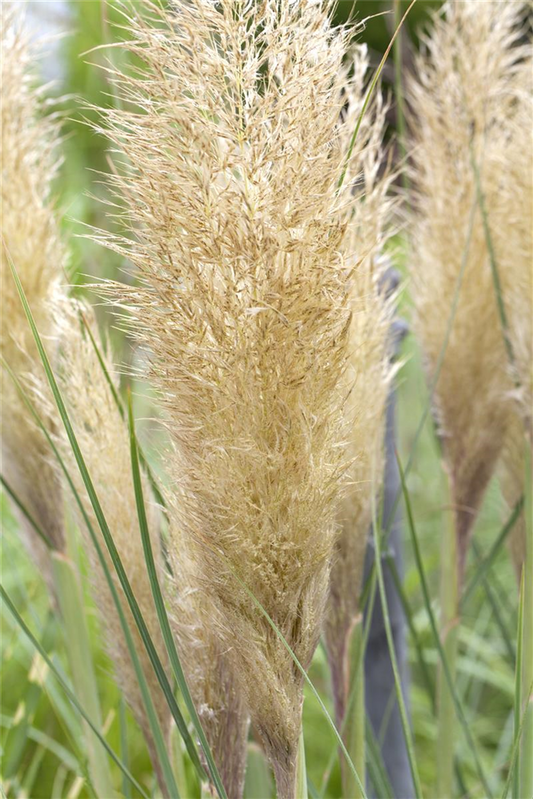 Cortaderia selloana 'Weiße Feder'