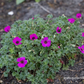 Geranium cinereum subcaulesc.'Giuseppii'