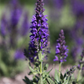 Garten-Blüten-Salbei 'Marcus'®