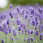 Lavandula angustifolia 'Hidcote Blue'