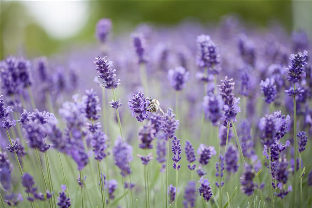 Lavandula angustifolia 'Hidcote Blue'