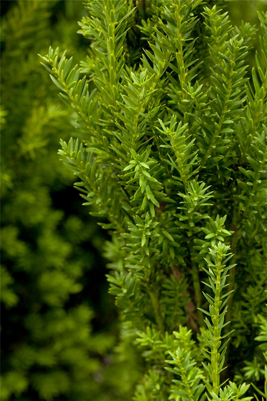 Eibe 'Hillii'