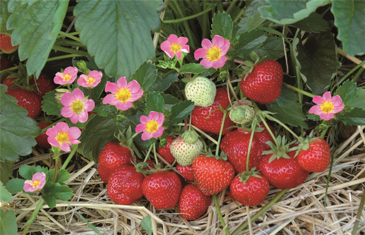 Hummi ® Merosa, 6er Set