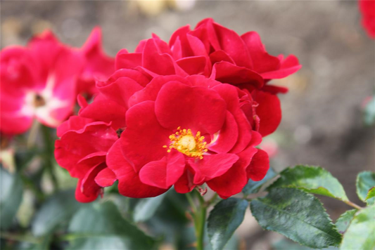 Bodendeckerrose 'Matador'®