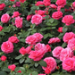 Edelrose 'Cherry Lady'®