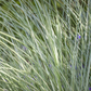 Garten-Chinaschilf