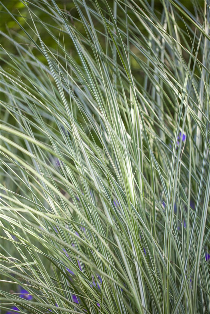 Garten-Chinaschilf