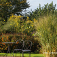 Garten-Ruten-Hirse 'Cloud Nine'