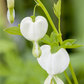 Hohe Garten-Herzblume 'Alba'