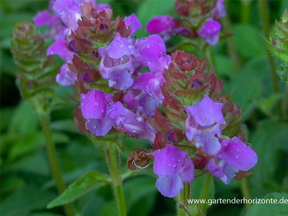 Großblütige Braunelle