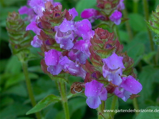 Großblütige Braunelle