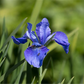 Iris sibirica