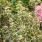 Stechpalme 'White Cream'