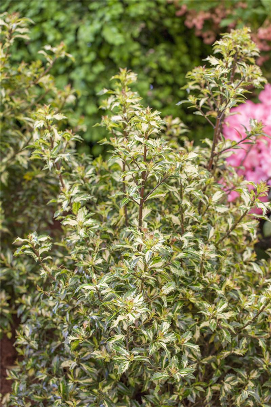 Stechpalme 'White Cream'