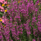 Garten-Ruten-Weiderich 'Dropmore Purple'