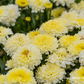 Großblumige Garten-Margerite 'Luna'®