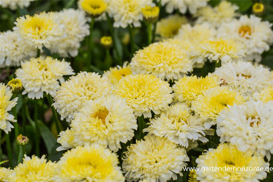 Großblumige Garten-Margerite 'Luna'®