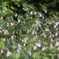 Garten-Beinwell 'Hidcote Blue'
