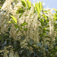 Portugiesische Lorbeerkirsche 'Angustifolia'