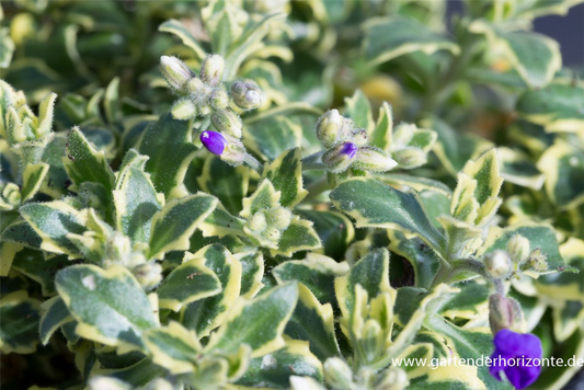 Aubrieta x cult.'Silberrand'