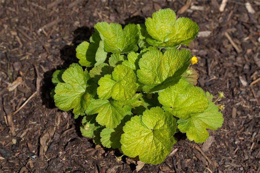 Dreiblättrige Waldsteinie